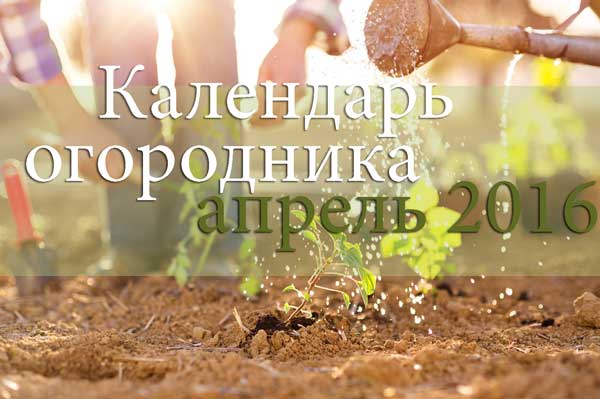 Лунный календарь огородника и садовника на апрель 2016 года