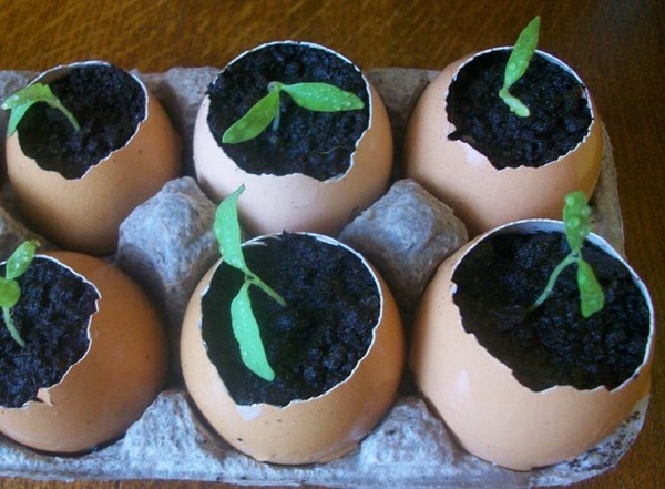 Выращивание рассады в яичной скорлупе