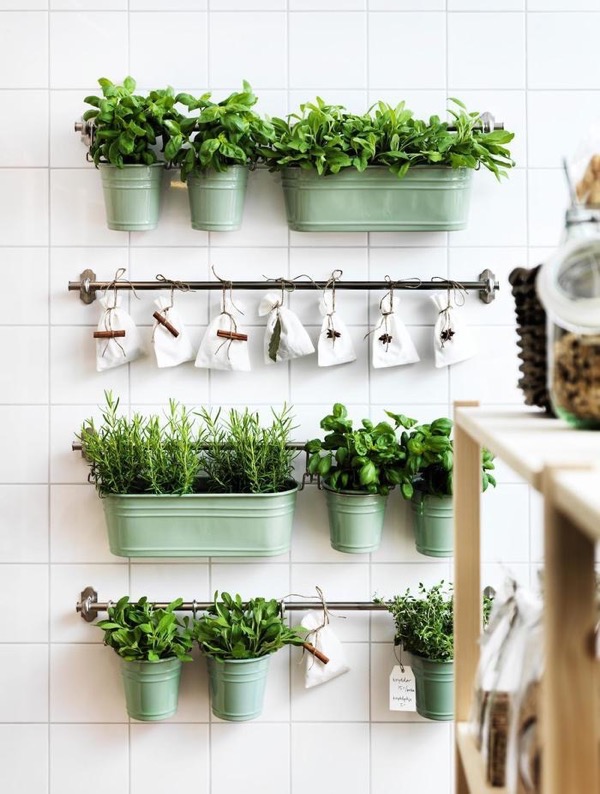Как правильно выращивать зелень на кухне