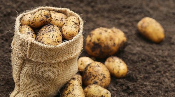 Ранний картофель: сорта, посадка и выращивание