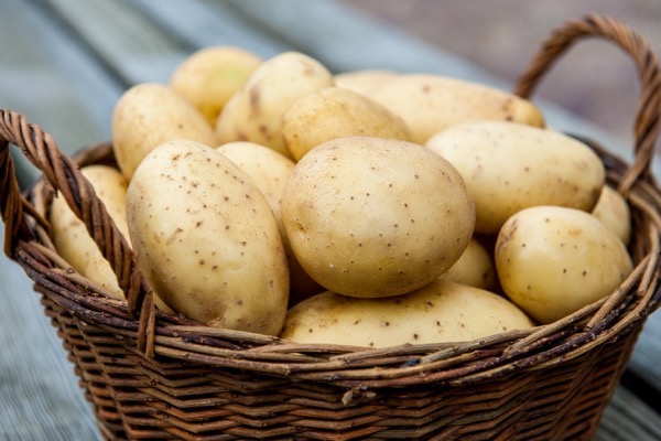 Ускоренное размножение семенного картофеля: лучшие способы
