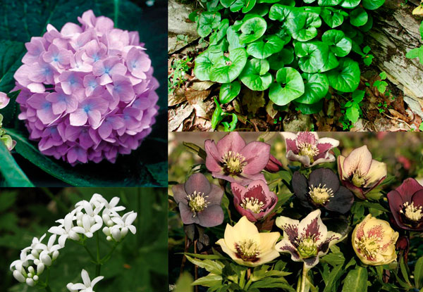 Интересные растения для тенистых мест: ТОП-7 самых красивых