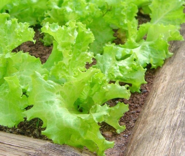 Выращивание салата на подоконнике и в открытом грунте