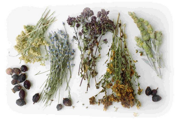 Лекарственные растения в саду: список названий со схемой цветения