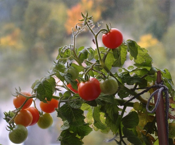 Как вырастить томаты на подоконнике